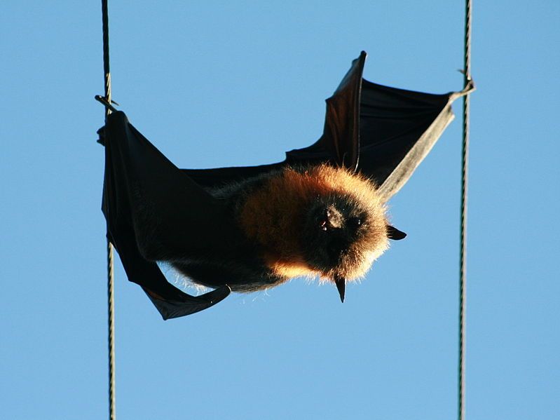 File:Electrocuted Flying Fox.jpg