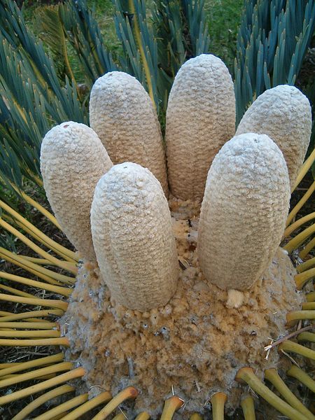 File:Encephalartos friderici-guilielmi KirstenboshBotGard09292010N.JPG