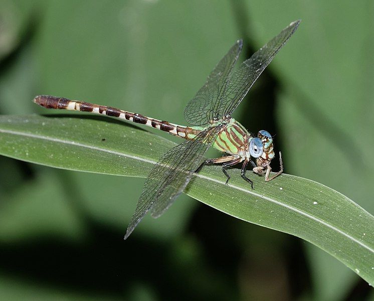 File:Erpetogomphus eutainia 20204147.jpg