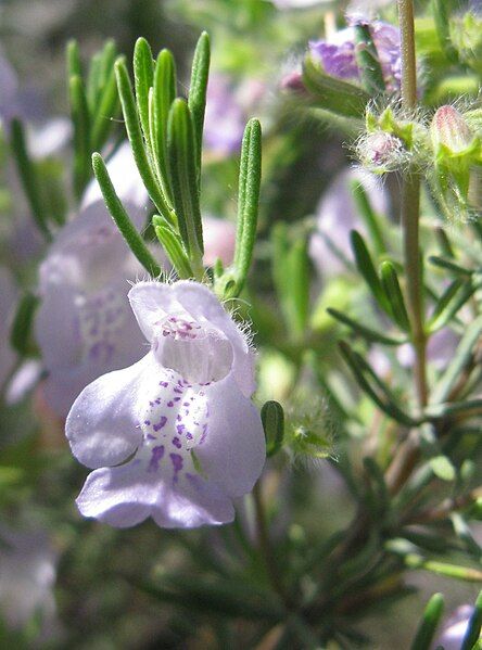 File:False Rosemary.jpg