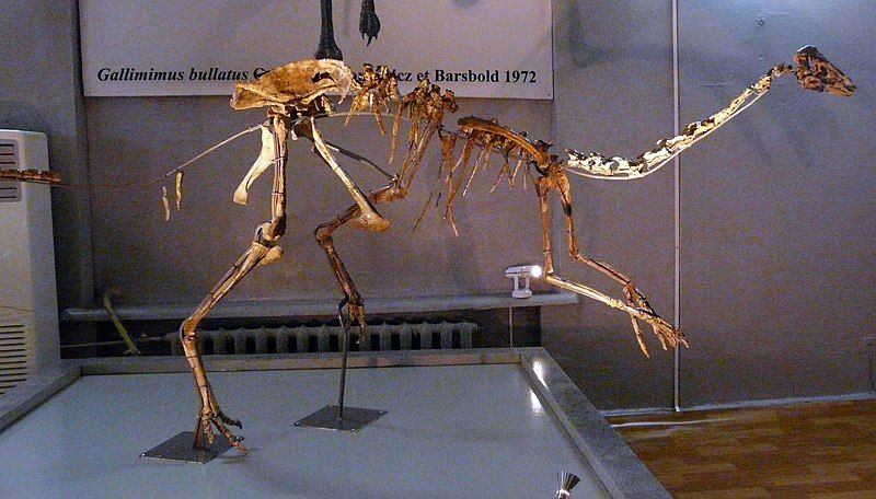 File:Gallimimus in Ulaanbaatar.jpg