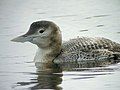 Yellow-billed loon, Gavia adamsii (A)