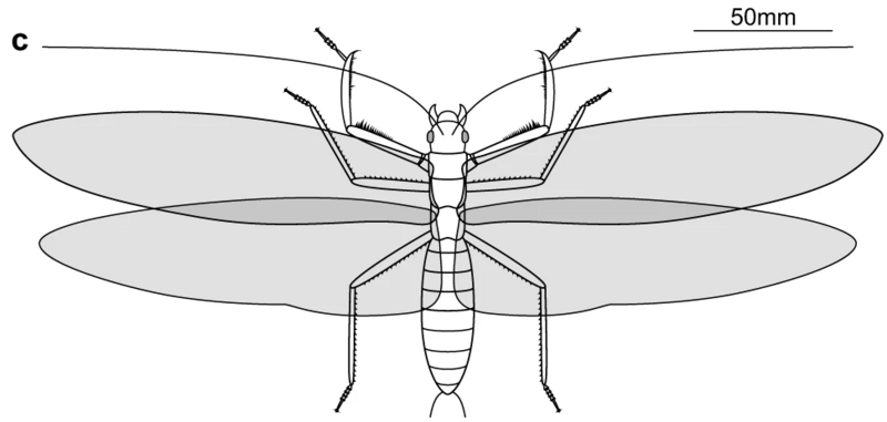 File:Gigatitan vulgaris reconstruction.png