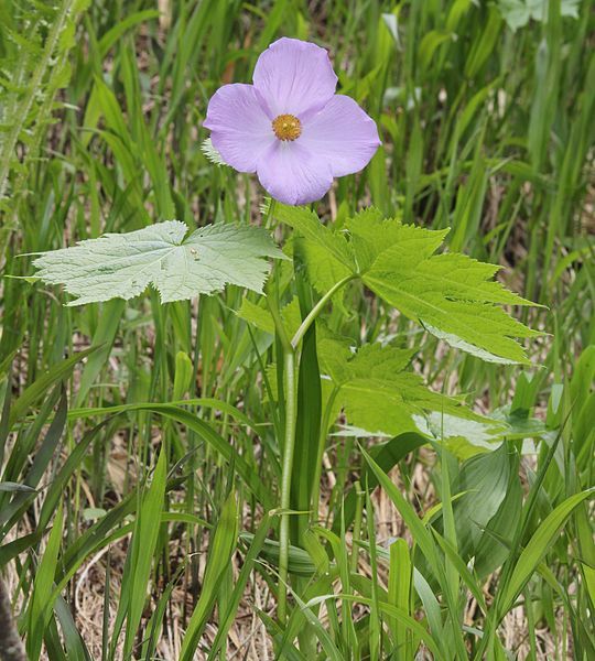 File:Glaucidium palmatum 0a4.JPG