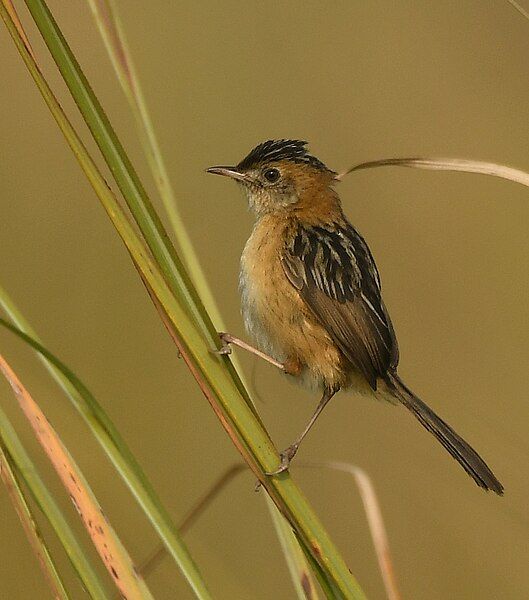 File:Golden-headed Cisticola AMSM1350.jpg