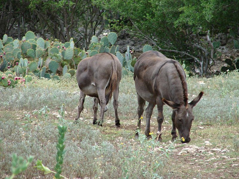 File:GrazingDonkeys.jpg