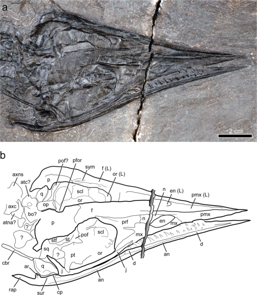 File:Gunakadeit skull.png