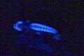 Bioluminescence emitted from the ventral photophores of a freshly-caught A. olfersii.