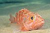 Blackbelly rosefish