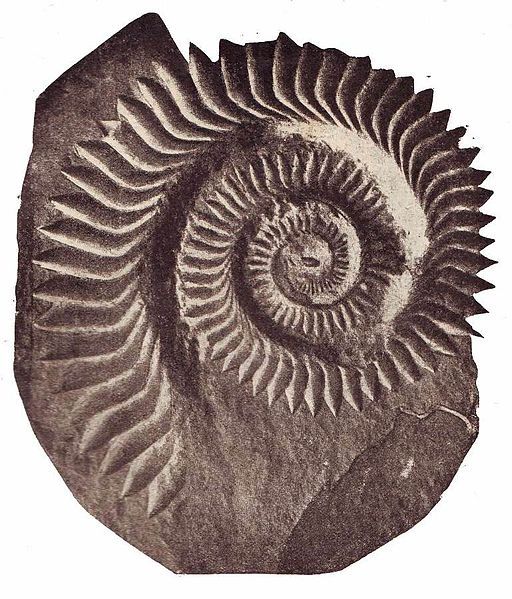 File:Helicoprion Bessonovi2.jpg