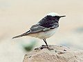 Hooded wheatear, Jordan