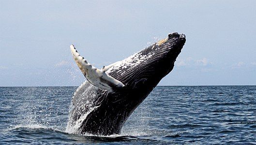 Humpback whale surfacing behaviour, by Whit Welles