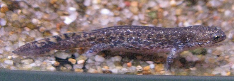 File:Hynobius nebulosus1.jpg