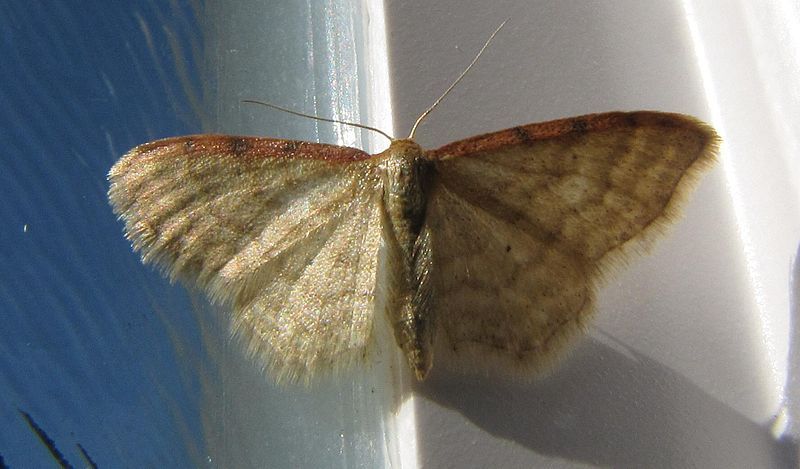 File:Idaea humiliata.jpg