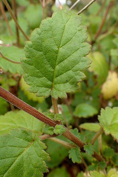 File:Jovellana sinclairii kz4.jpg