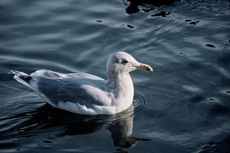 File:Larus glaucescens1.jpg