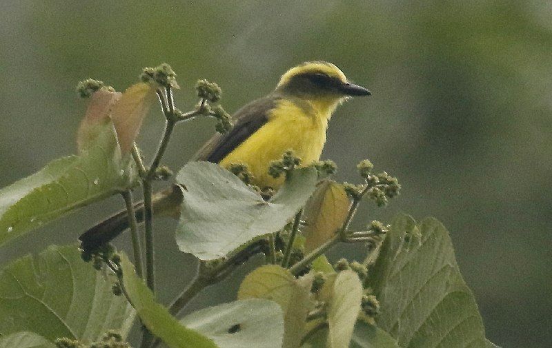 File:Lemon-browed Flycatcher.jpg