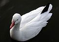 Snow Goose, Chen caerulescens