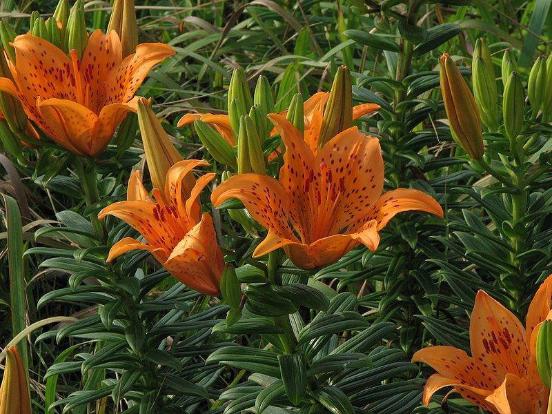 File:Lilium maculatum flower.jpg