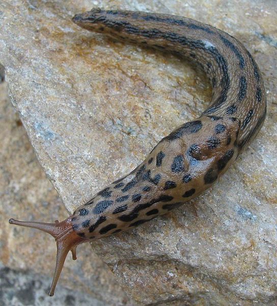 File:Limax maximus 5.jpg