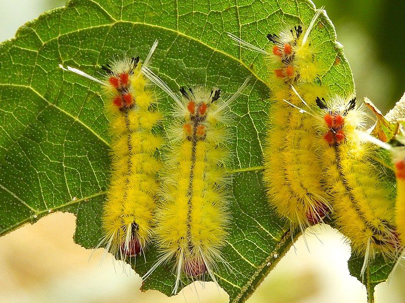 File:Lophocampa annulosa larvae.jpg