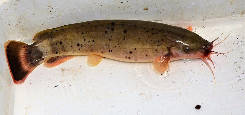 File:Malapterurus shirensis 70681152.jpg