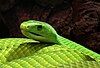 An agitated Eastern green mamba