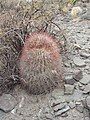 Plant growing in habitat in Uspallata, Argentina