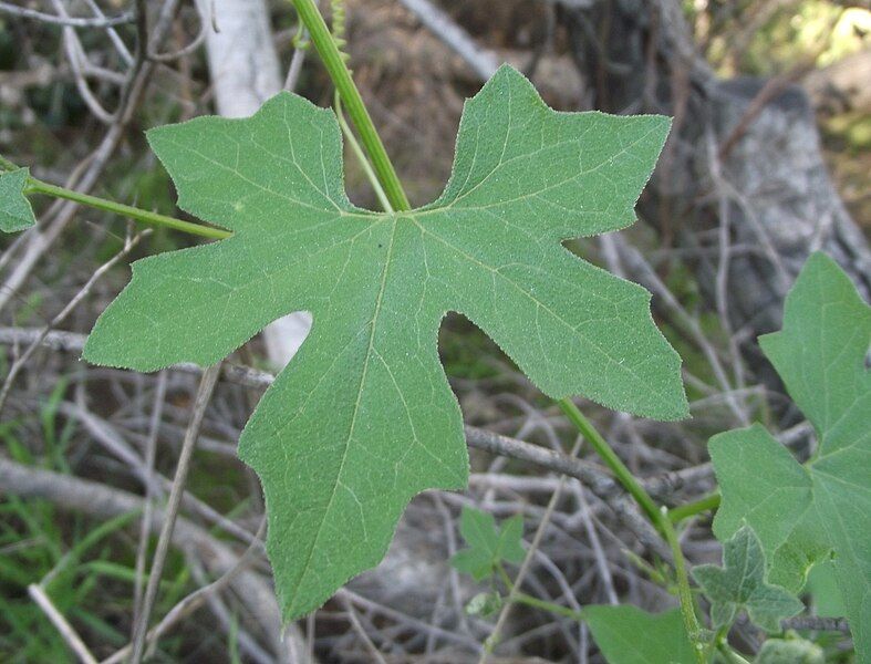 File:Marah macro blade.jpg