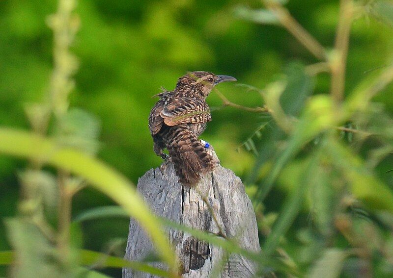 File:Matraca yucateca cropped.jpg