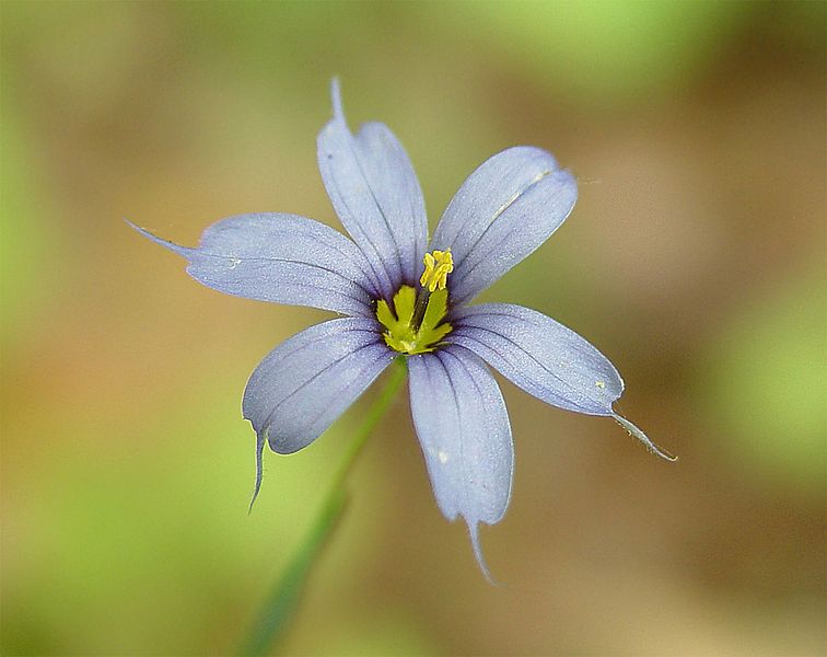 File:Maysmallpurpleflower.jpg