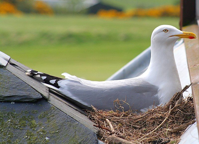 File:Nesting Herring Gull.jpg