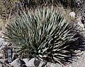 Nevada agave