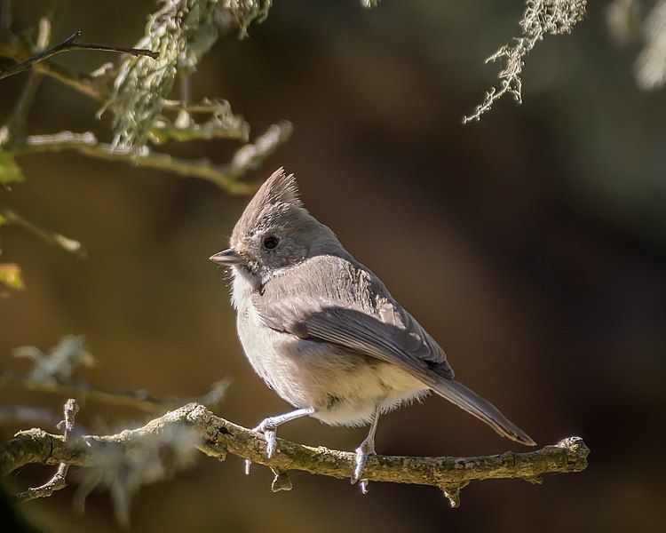 File:Oak Titmouse (40414129682).jpg