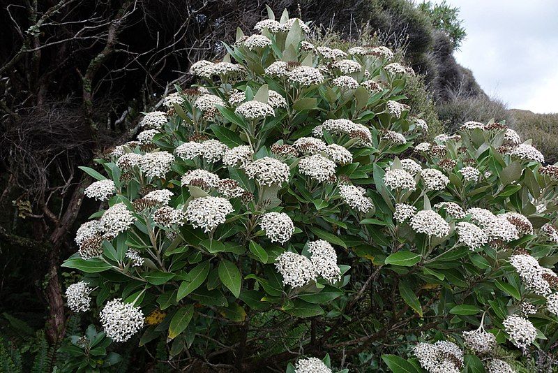 File:Olearia avicenniifolia.jpg