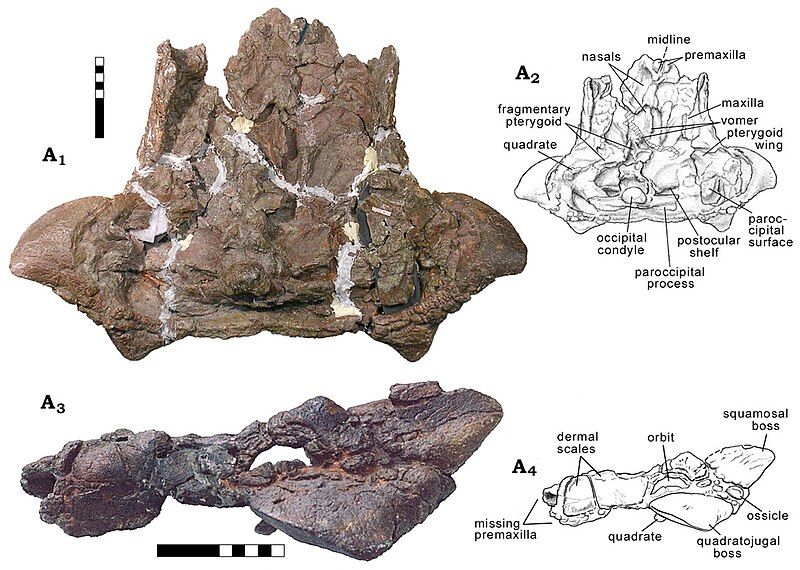 File:Oohkotokia skull.jpg