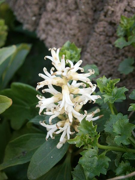 File:Pachysandra terminalis 02.JPG