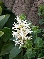 Pachysandra terminalis close-up