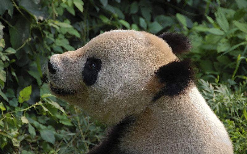 File:Panda head.jpg