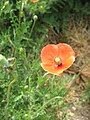 Papaver dubium