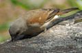 Swahili Sparrow—see below for a better one