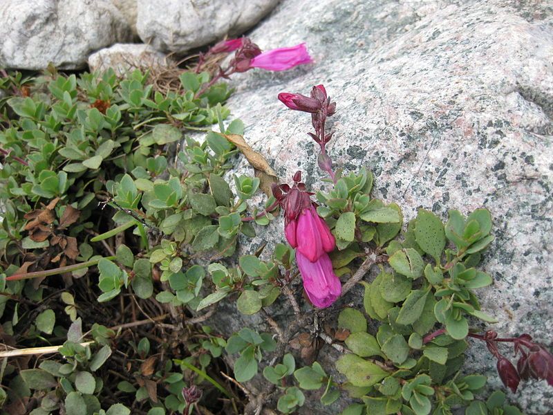 File:Penstemon rupicola 001.JPG