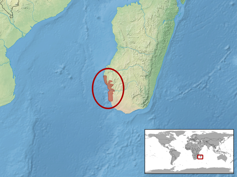 File:Phelsuma breviceps distribution.png