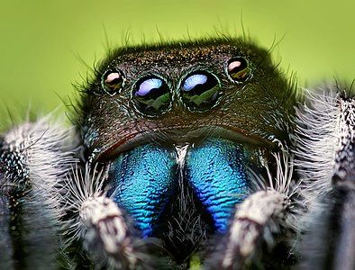 Phidippus audax, by Thomas Shahan