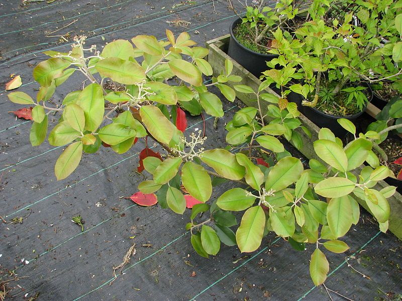 File:Photinia prionophylla (17725807389).jpg