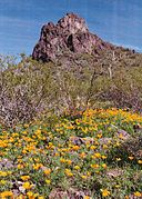 Spring wildflowers at Picacho Peak.