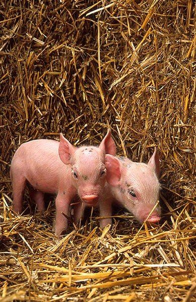 File:Piglets USDA.jpg