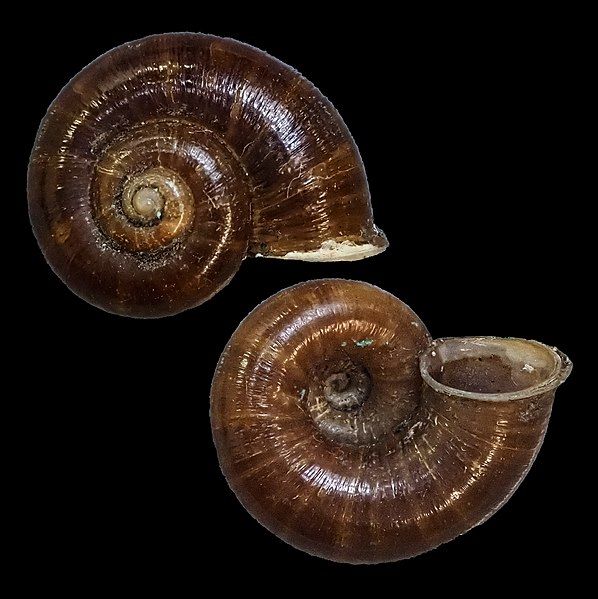 File:Platyrhaphe franzhuberi (MNHN-IM-2000-37275).jpeg