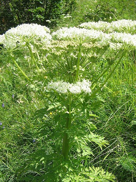 File:Pleurospermum austriacum003.jpg