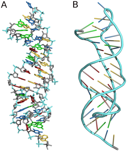 File:Pseudoknot 1YMO.png